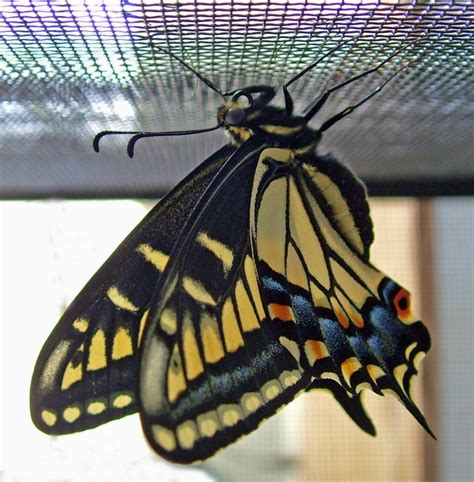 Life cycle of the anise swallowtail butterfly | Garden Delights Arts ...