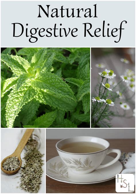 Natural Digestive Relief | Herbs, Digestion, Herbs for health