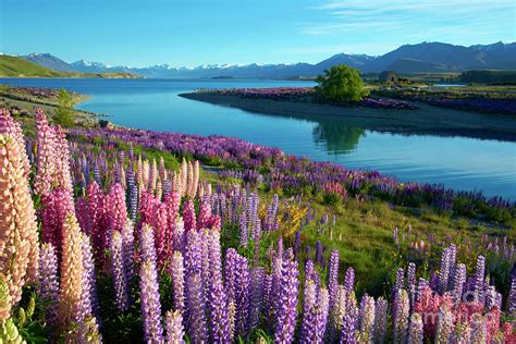 Lupins At Lake Tekapo Photograph by Simon Bradfield - Pixels