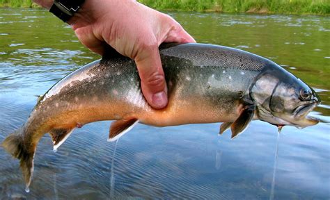 Arctic Char. fishing for Arctic Char in Iceland. Fly fishing