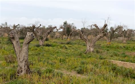 Plant disease explained: The dangers of Xylella fastidiosa | The Telegraph