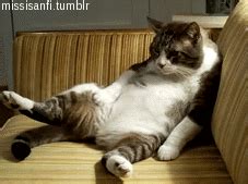 21 Hilarious Cat GIFs in Honor of Cat Day | Glamour