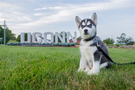 New pup in charge: UConn welcomes husky mascot Jonathan XV