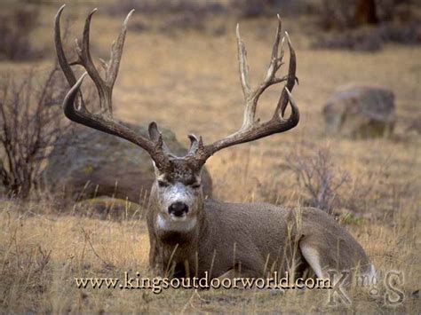 Big Whitetail Buck Wallpaper - WallpaperSafari