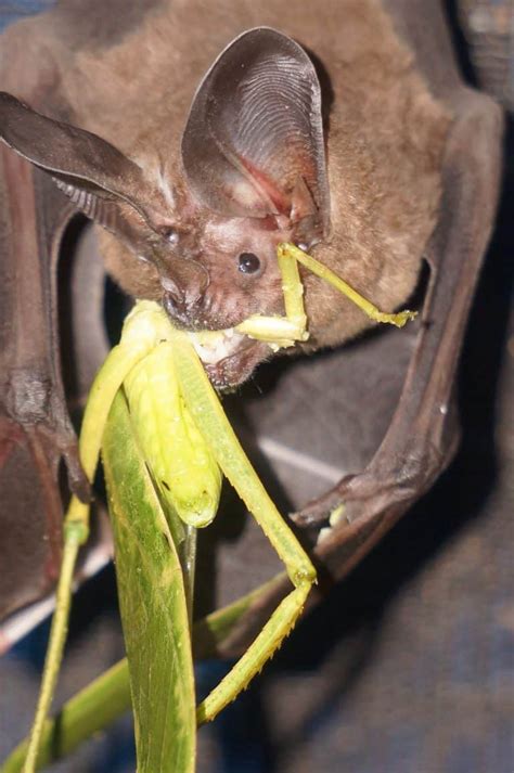 Bats learn about food from other species - The Wildlife Society