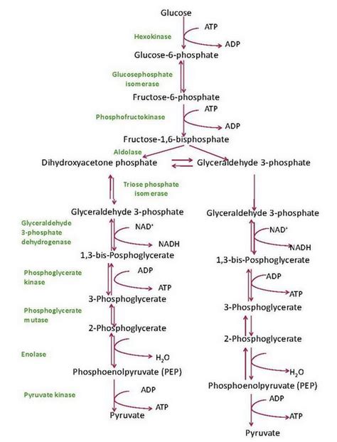 Glycolysis Chart