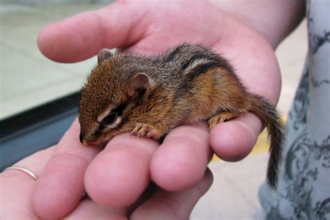 The Mews News: Chipmunk Baby