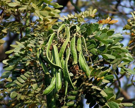 Plantekey | Auroville Botanical Garden