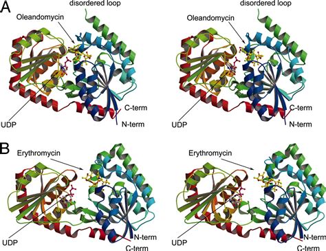 The crystal structure of two macrolide glycosyltransferases provides a ...