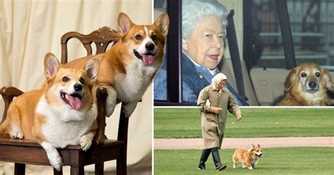 Queen given two new corgi puppies to comfort her through royal crisis ...