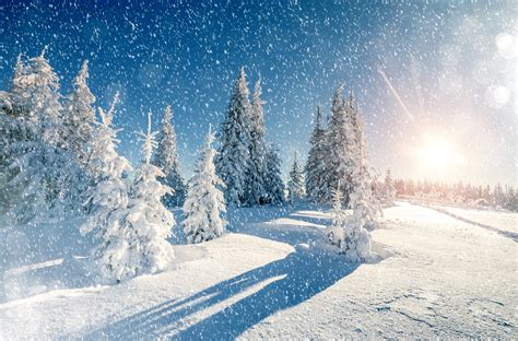 Download White Snowfall Sun Tree Snow Nature Winter 4k Ultra HD Wallpaper