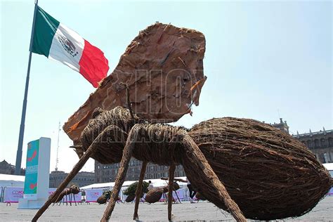 Hoy Tamaulipas - Foto del Dia: Hormigas Gigantes