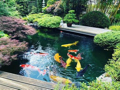 indoor koi pond Fish japanesekoigardens ponds - koicarpfish