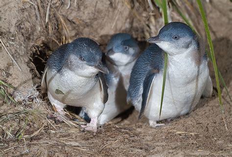 What Are Fairy Penguins? - WorldAtlas