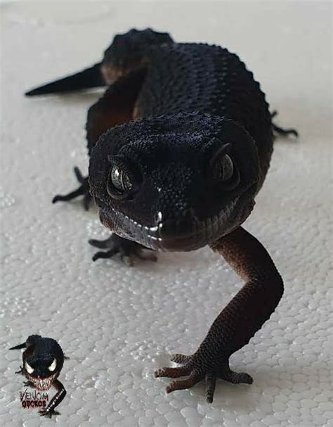 Black night in 2022 | Cute reptiles, Cute lizard, Pretty animals