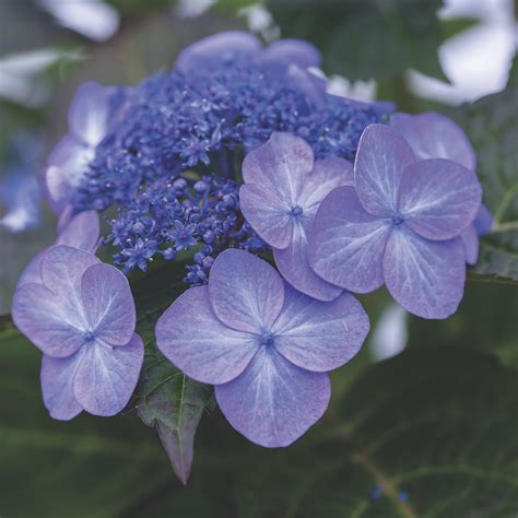 Endless Summer Hydrangea Pop Star - Lawn & Garden Retailer