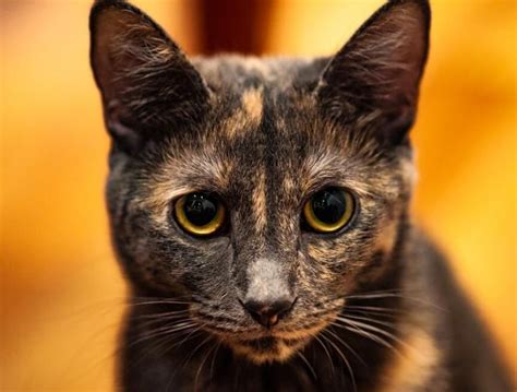 Tortie Cat | Thriving Cat