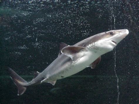 Spiny Dogfish l Small But Impressive - Our Breathing Planet