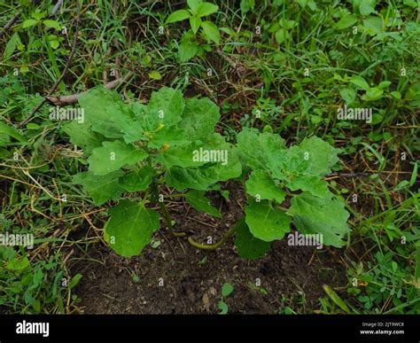 Gokhru Gokshura Land Caltrops Puncture Vine Gokharu Tribulus Terrestris ...