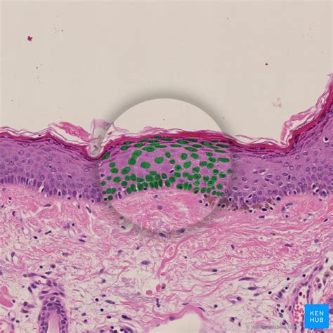 Anatomy and histology of keratinocytes | Kenhub