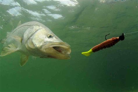 Complete Guide to Baits and Lures for Snook Fishing - FishFinder HQ