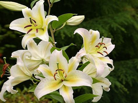 Romantic Flowers: Lily Flower