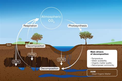 Daur Biogeokimia Oksigen | PROJEK IPAS