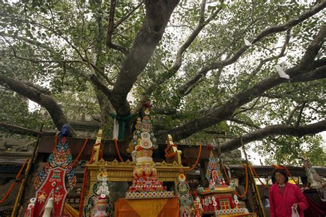 India: Bodhi tree under which Buddha attained enlightenment found in ...