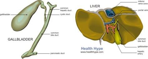 Bile Duct Stones – Causes, Symptoms, Surgery, Treatment, Diet ...