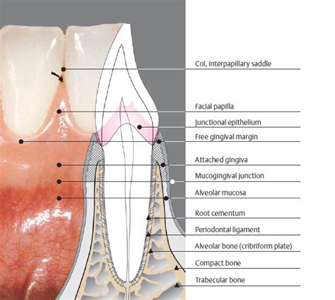 10+ Gingival Anatomy - GladeleKatelynn