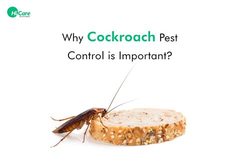 Top 10 Importance to Know about Cockroach Pest Control | HiCare