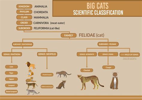 Big Cats Biological Classification | Taxonomy | Big cats, Animal ...