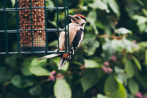 7 of the Best Woodpecker Feeders for Your Backyard