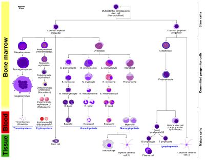 המטופואזיס - Haematopoiesis - Wikipedia