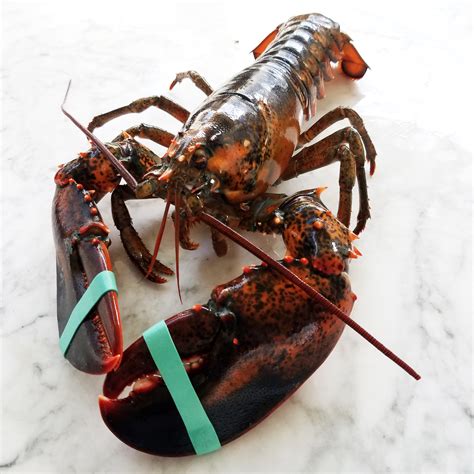 Fresh Maine Lobster | Samuels Seafood