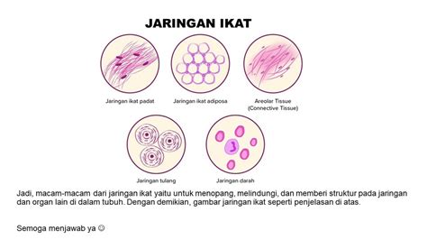 gambar jaringan ikat...