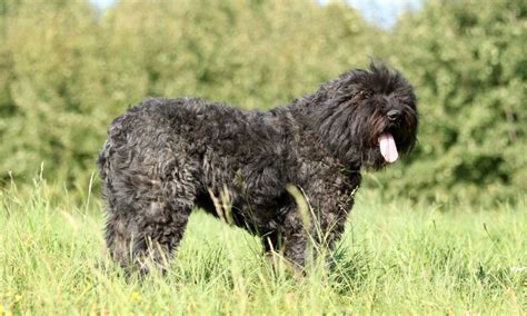 Bouvier des Flandres Breed: Characteristics, Care & Photos | BeChewy