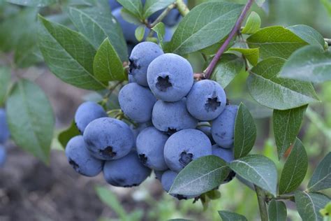 Carteret Southern Highbush Organic Blueberry Plant - Backyard Berry Plants