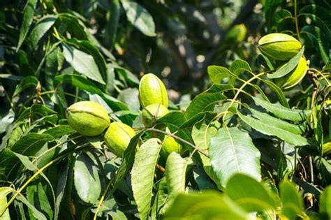 How To Fertilize a Pecan Tree the Right Way - 🐝 BootstrapBee.com ...