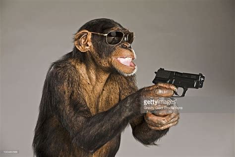 14++ Monkey with gun info