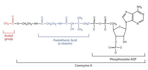 Acetyl Coenzyme A; Acetyl CoA