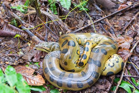 Sucuri - características, ecologia - Cobras - InfoEscola