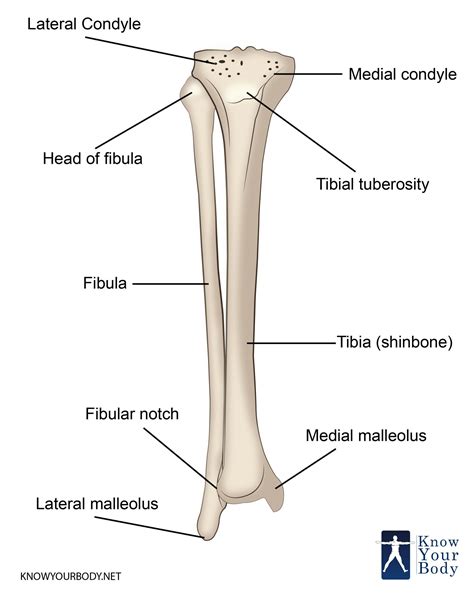 tibiafibula,_大山谷图库