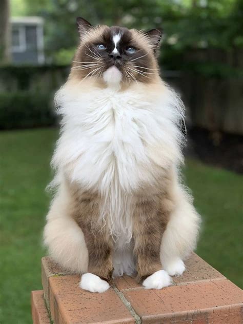 Ragdoll Cat: Breed Information Pros and Cons