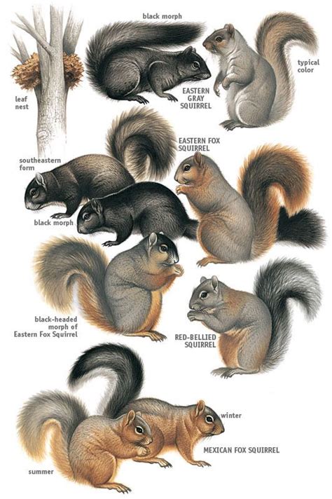 Squirrel chart | Squirrel, Squirrel appreciation day, Cute squirrel