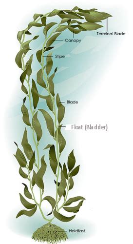 Giant Kelp Diagram