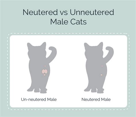 Neutered vs Unneutered Male Cat: Differences And Identification | Hepper