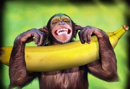 a.baa-funny-monkey-laughing.gif (450×311) | Monkeys funny, Banana, Monkey