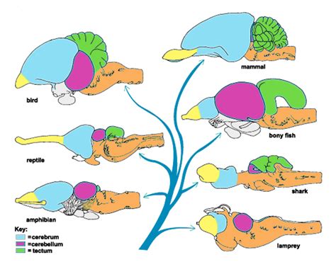 Neuroscience avout: Brain evolution tree