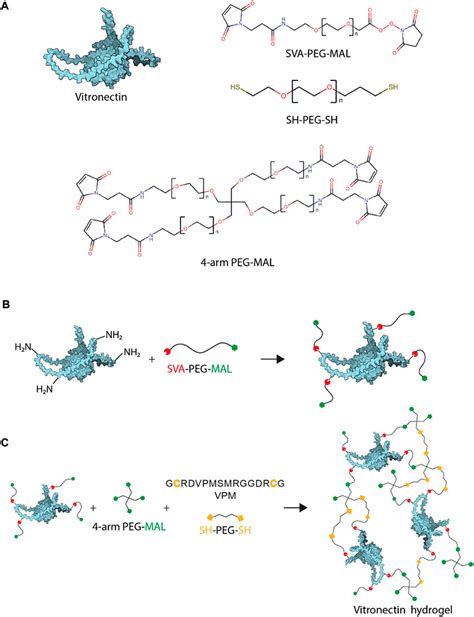 Frontiers | Vitronectin-based hydrogels recapitulate neuroblastoma ...